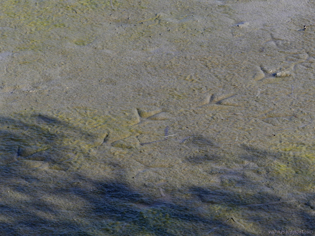 long toes pressed into the mud