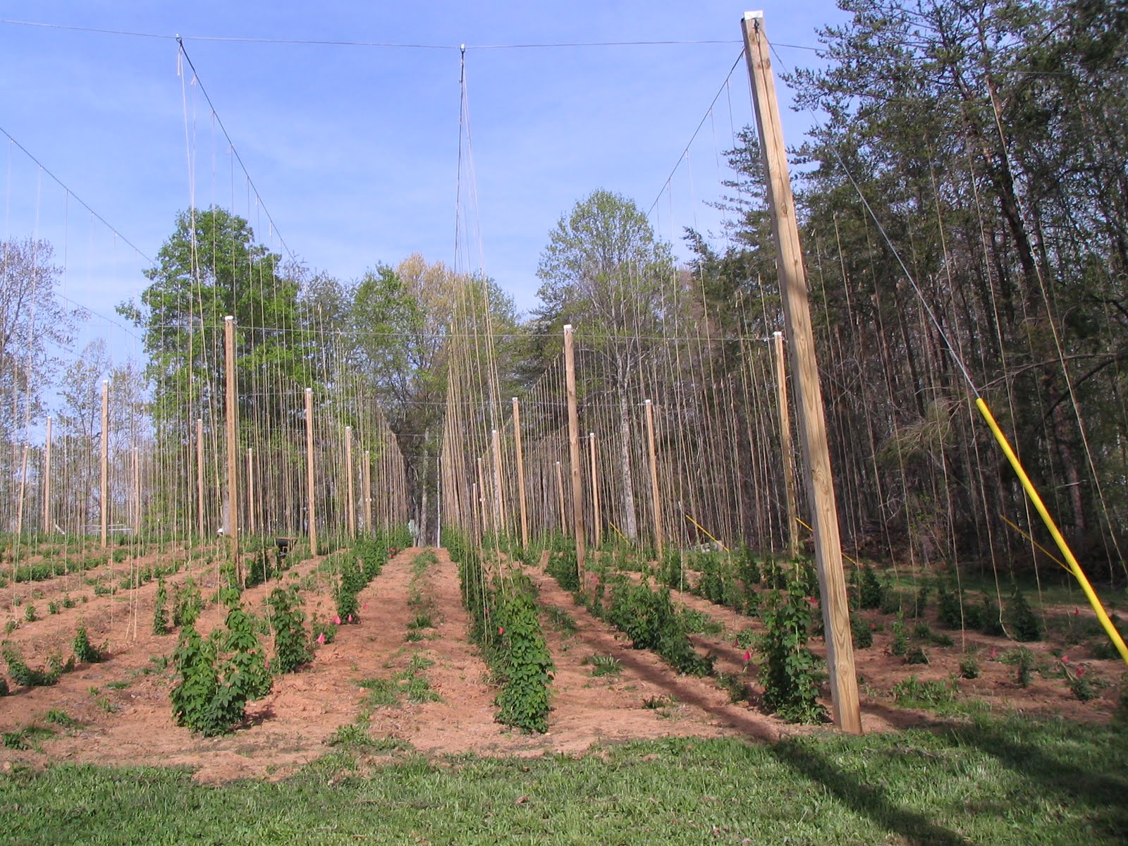 Organics Where To Get Information On Growing Hops In North Carolina