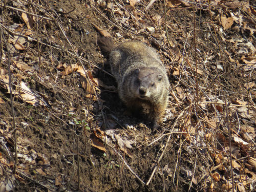 woodchuck