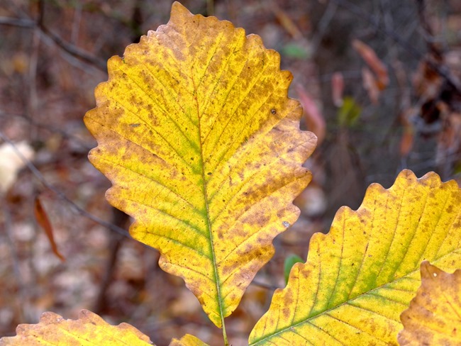 Signs of Fall