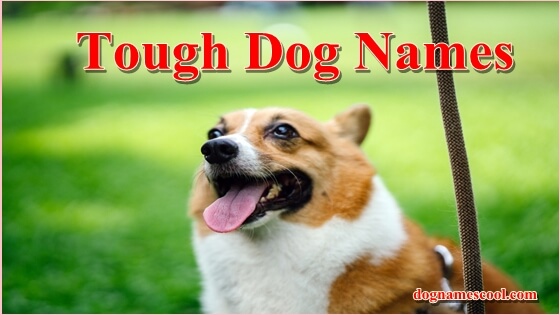 Tough Dog Names