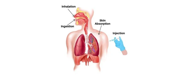 routes of chemical exposure