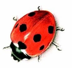 Anim Agro Technology Ladybird