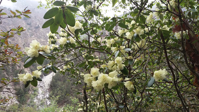 Rhododendron flower