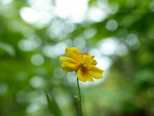 Potentilla yokusaian