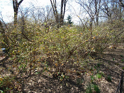 central park spring. central park spring pictures.