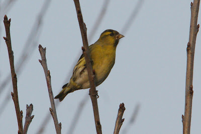 Syske - Sijs - Spinus spinus