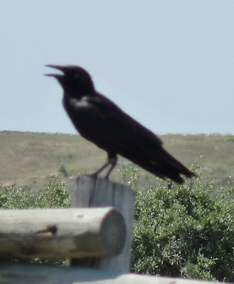 panting crow