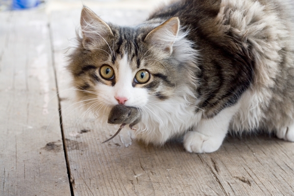 HADIAH ISTIMEWA DARI KUCING UNTUK TUANNYA