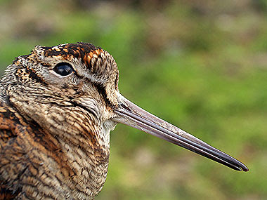 Primo piano della povera beccaccia (Scolopax rusticola). Foto di Andrea Mangoni.