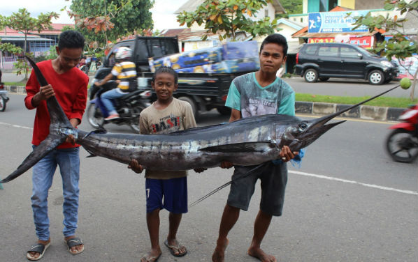 Ikan Marlin (Layaran) 'Situhuak' di Purus Kota Padang