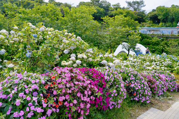 2023萬里繡球花季「高家繡球花田」第三園區，繽紛花海好浪漫