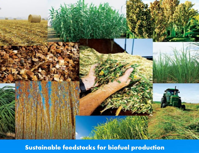Sustainable feedstocks for biofuel production