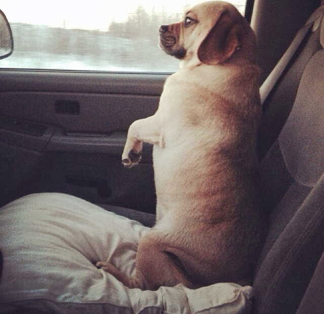 Cute dogs (50 pics), dog pictures, dog sits like human in car