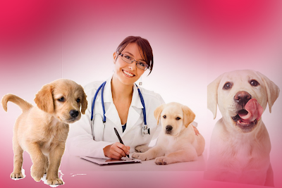 Dog Health Care And Its Importance