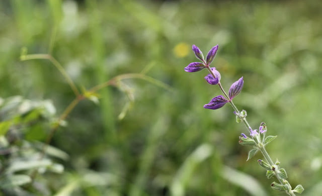 Annual Clary Sage