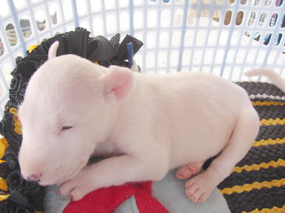 Bull Terrier ลูกสุนัข ซื้อ ขาย ฟาร์ม บูลเทอร์เรีย