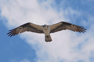 This is not the actual osprey I saw. This is just a tribute.