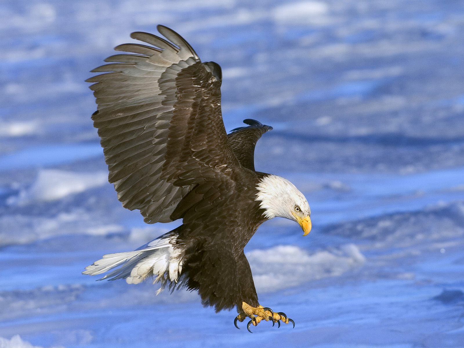 https://blogger.googleusercontent.com/img/b/R29vZ2xl/AVvXsEhhAgsjpqthiJKn7yVytheflWQRwXguFuMzaL40NoI0jHB5fibB6WSTZ6dF0uxutkAzp4pqGeSrMJ9gIJmwyO7F4McMKcFWKhbNpHP6NzjyQFScfxLIzjGLUuGhg9da0sLC5pcWPb4s_bE/s1600/Bald+Eagle+in+Flight%252C+Alaska.jpg