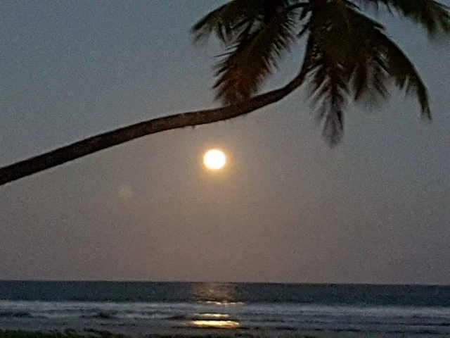 coqueiro na praia ao anoitecer