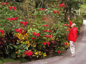 Poinsettia, planta, Okinawa, trees