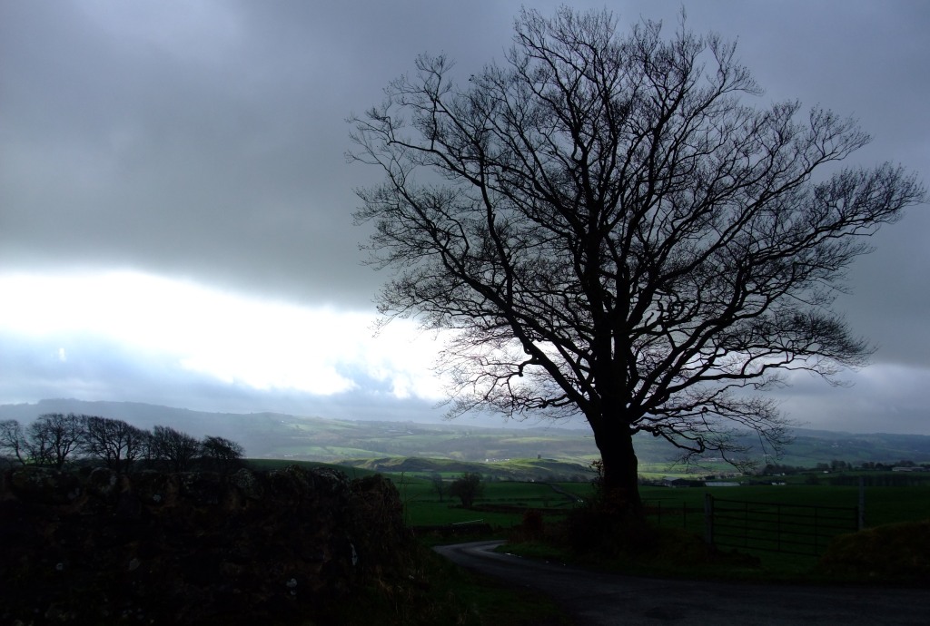 bike rider silhouette. Tree silhouette and view over