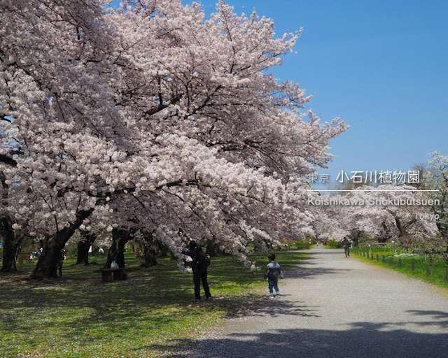 小石川植物園の桜