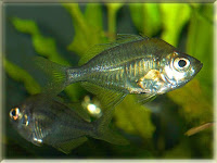 Indian Glassfish Pictures