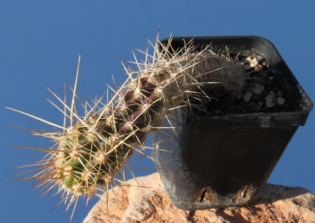 xuong-rong-austrocactus-coxii