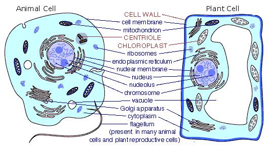 animal cell and its functions. simple animal cell with
