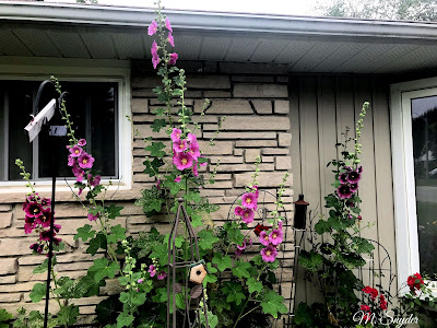 Hollyhocks