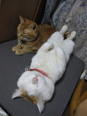 Foto Shironeko Kucing Termalas di Dunia 04
