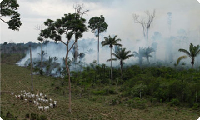 biodiversity-3