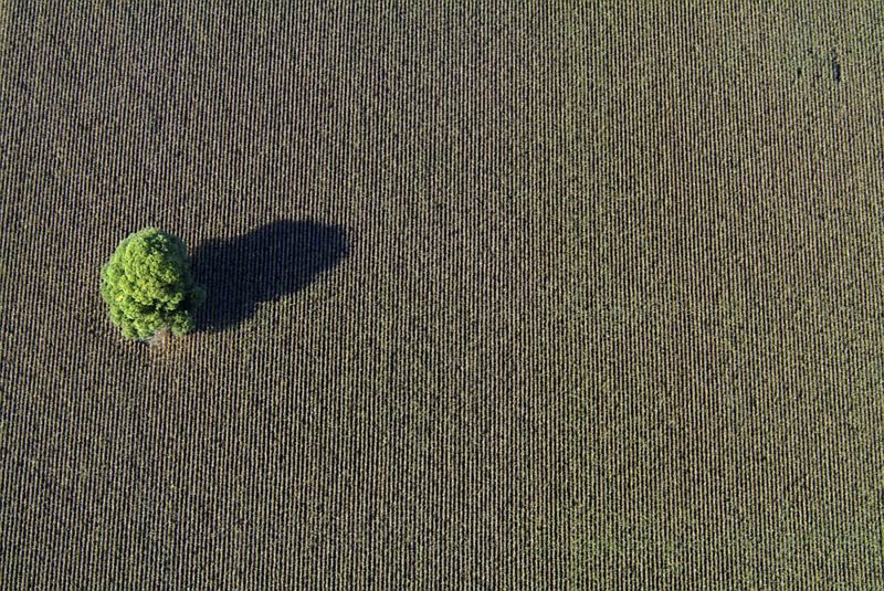 Tree in a cornfield