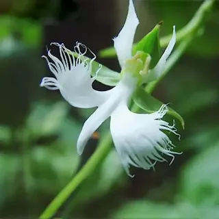 Orquídea Pomba