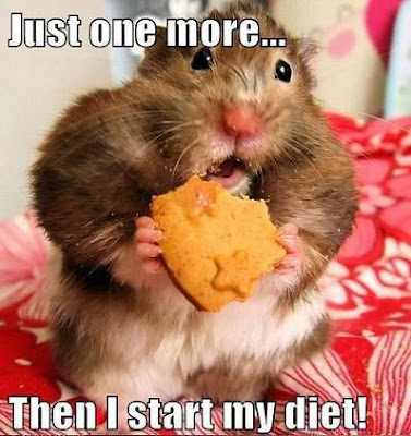 Just One More... Then I Start My Diet! Chubby hamster eating a cookie.