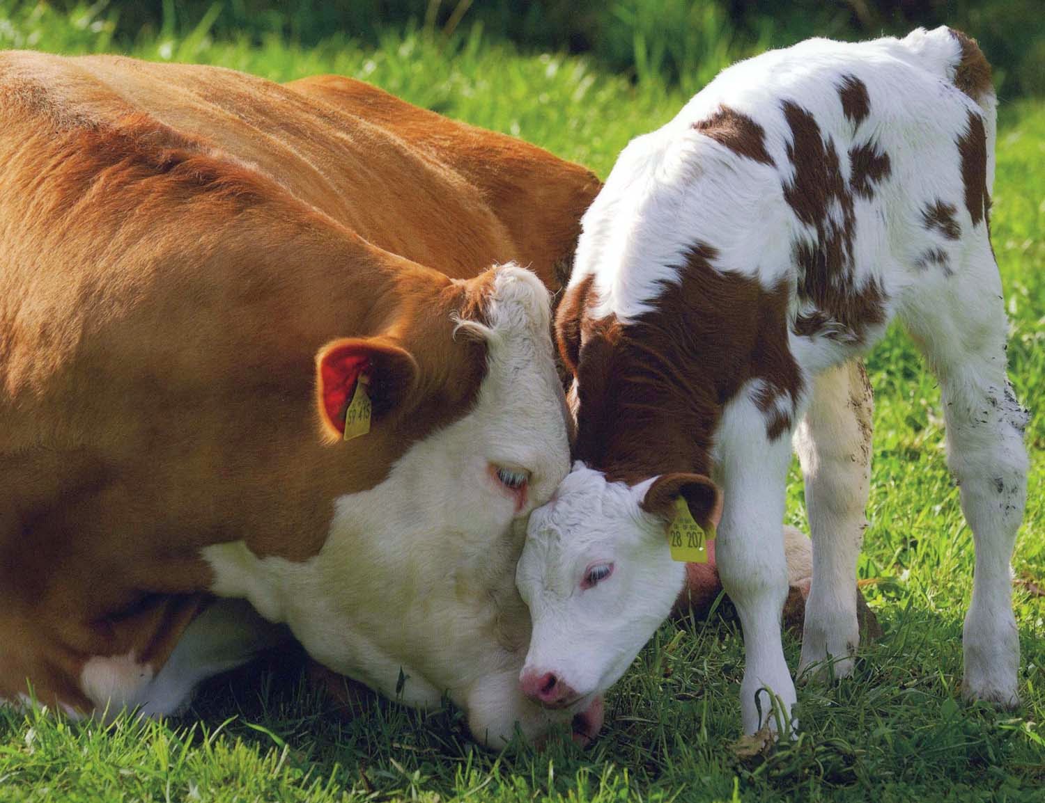 animales domesticos