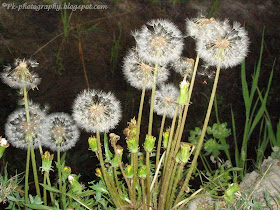 Beautiful Dandelion Clock