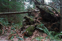 Old-Growth Windfall