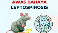 Mencegah Dan Mengobati Penyakit Leptospirosis Dari Kencing Tikus