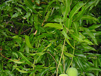 10 Manfaat Daun Mangga Untuk Kesehatan