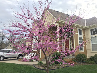 A young redbud tree in bloom outside a suburban home