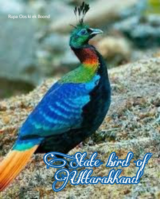 उत्तराखंड  का राजकीय/राज्य पक्षी || State Bird Of Uttarakhand ||