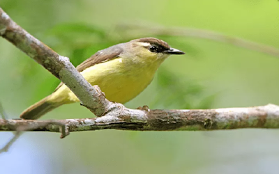  Burung opior Jawa merupakan burung yang endemik di Pulau Jawa Download Suara Burung Opior Jawa mp3 Gacor Untuk Masteran