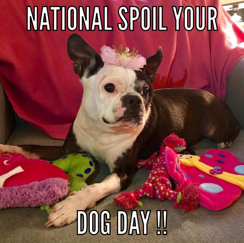 National Spoil Your Dog Day