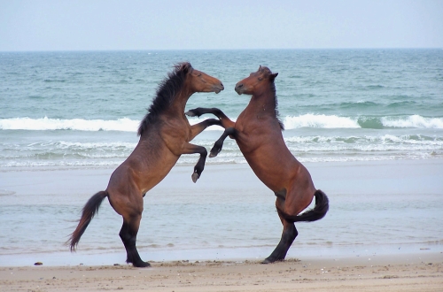 Pictures Of Horses On The Beach. Because I love horses.