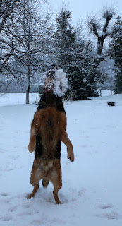 Rambo catches a snowball