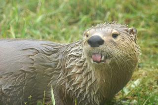 Loutre de rivière - Loutre du Canada - Lontra canadensis