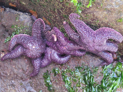 Starfish Trans Canada Trail Salish Sea.