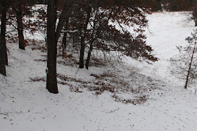 whitetail deer searching for acorns?